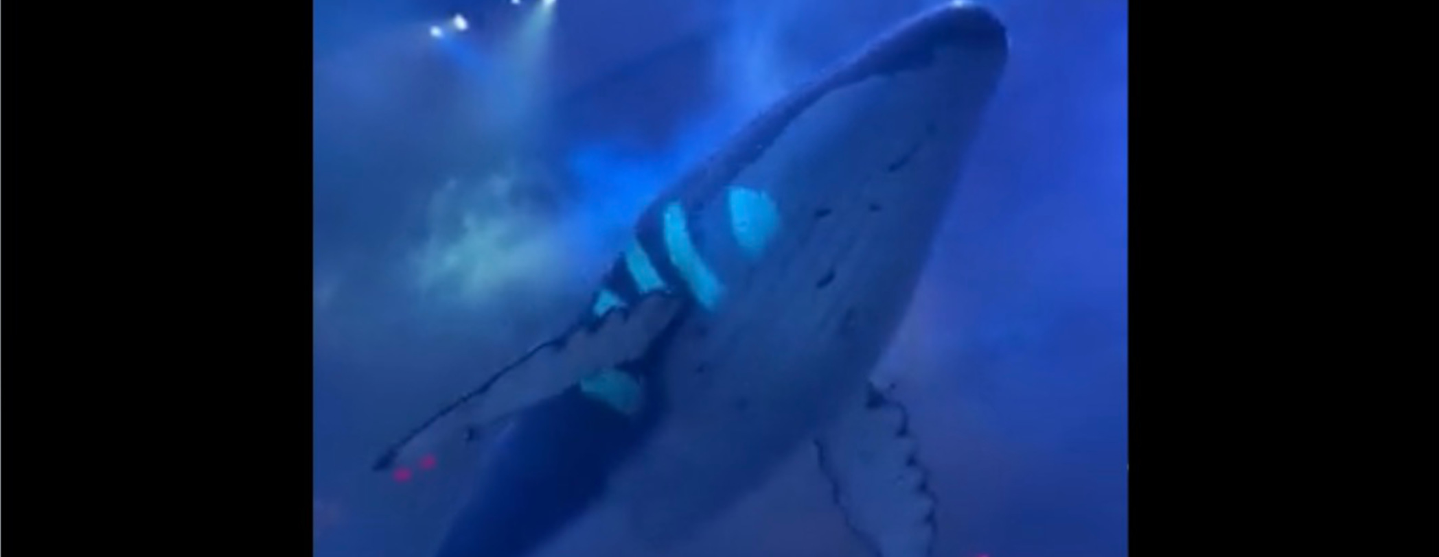 Phish Deploy Giant 3D Whales and Dolphins at Show, the Internet Loses it