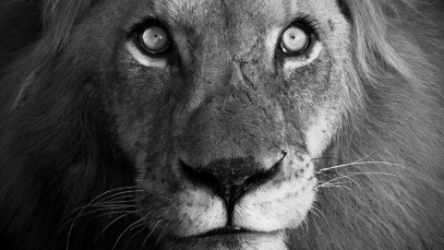 portrait of a lion for the meaning of The Lion King's Hakuna Matata