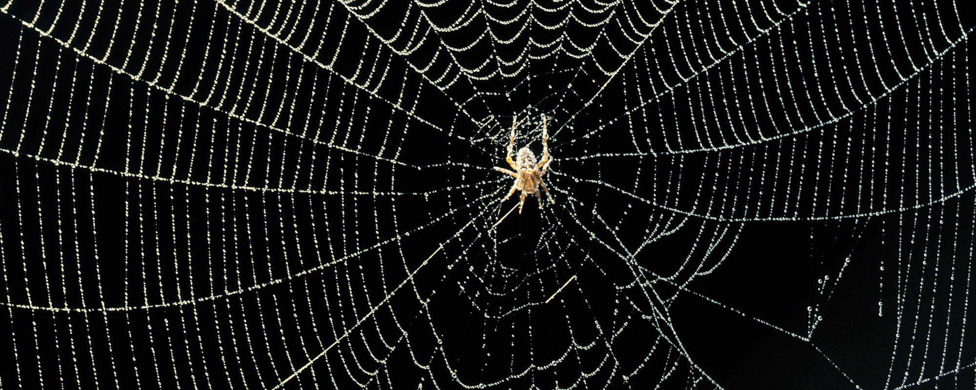 Behind the Meaning of the Classic Nursery Rhyme “Itsy Bitsy Spider” -  American Songwriter