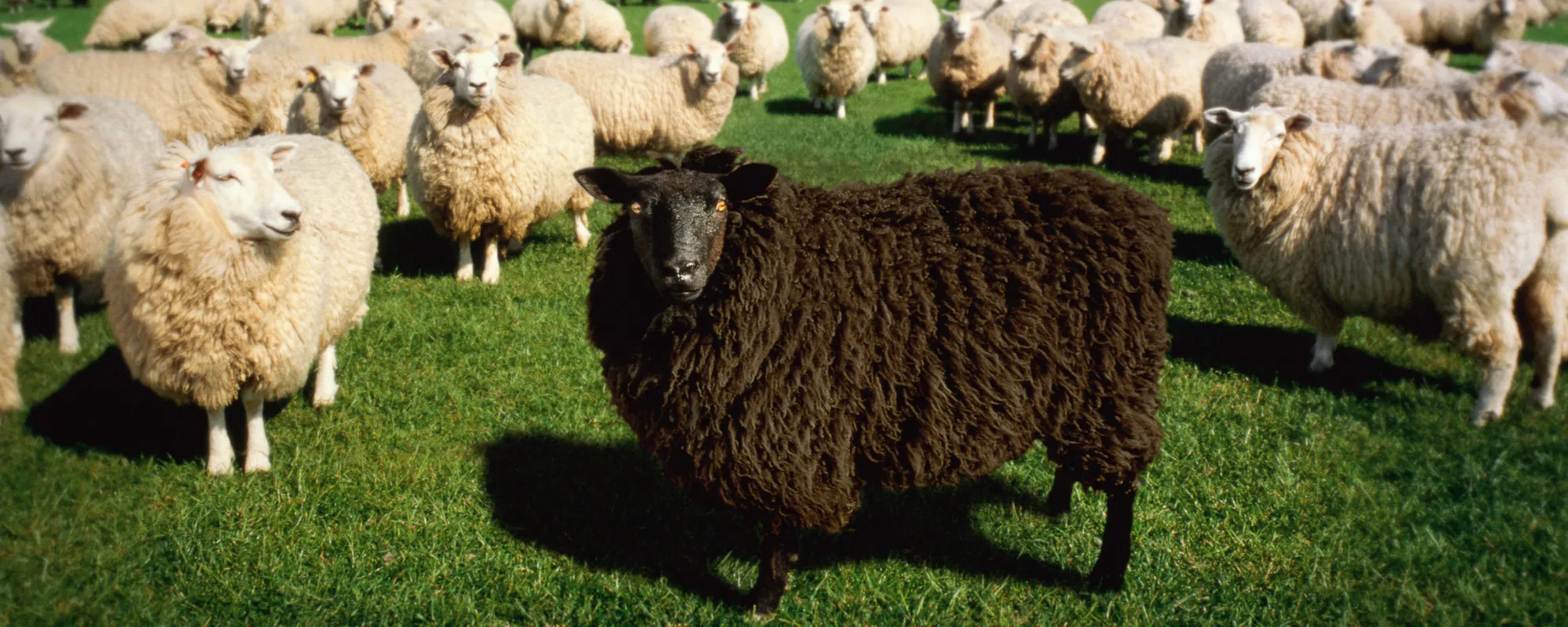 Behind the Meaning and the History of the Traditional Nursery Rhyme “Baa, Baa, Black Sheep”
