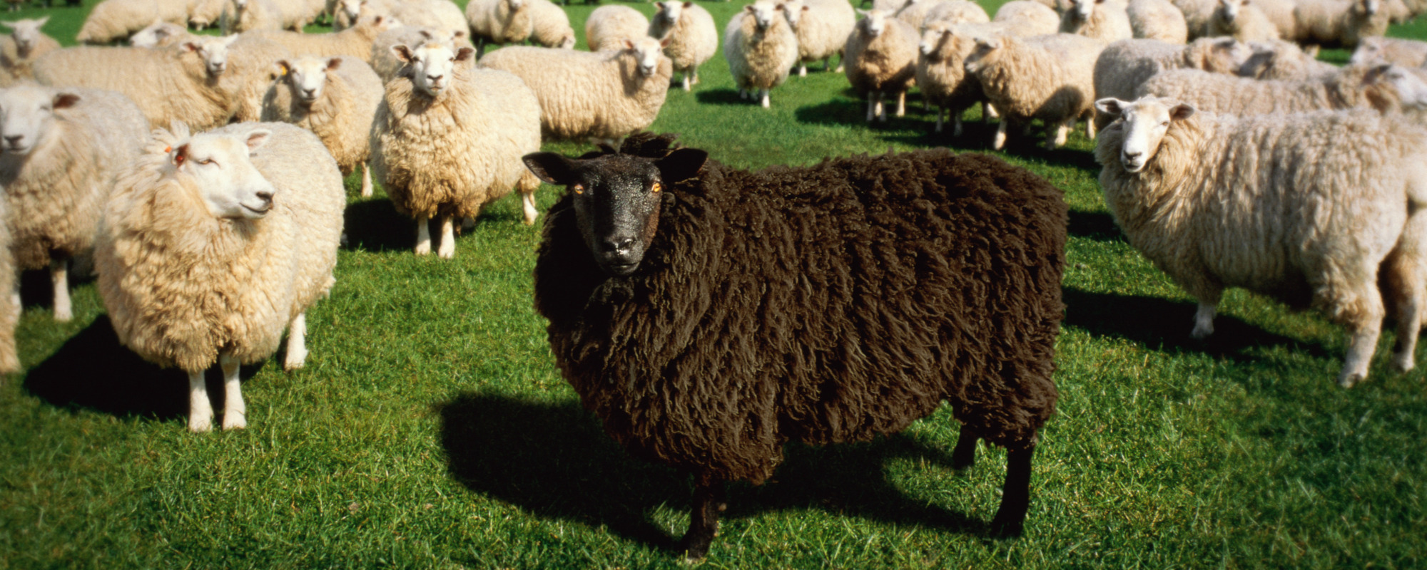 What Does a Black Sheep Mean in a Dream? Unveil Mysteries