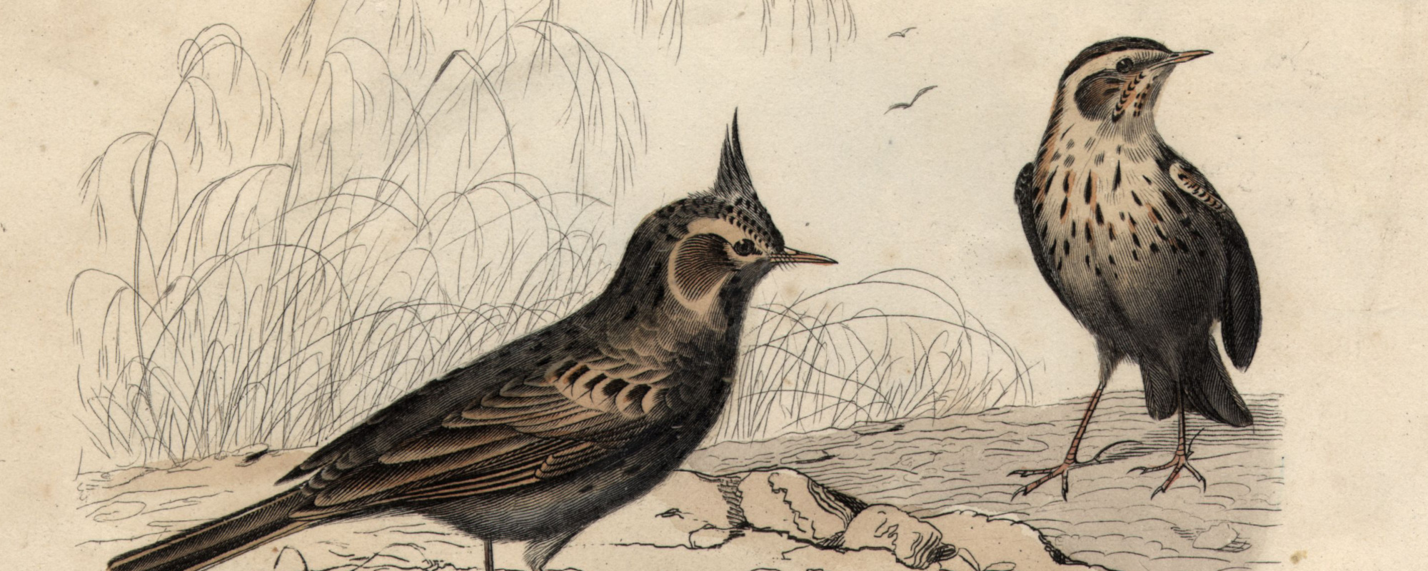 The Meaning Behind the Murderous French Lullaby “Alouette” 100.9 The