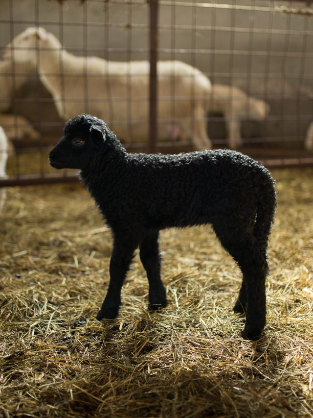 Behind the Meaning and the History of the Traditional Nursery Rhyme