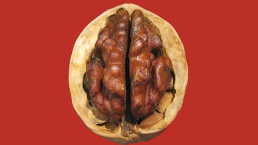 Cover of The Books' 'Thought For Food' via Bandcamp