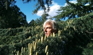 Robyn Hitchcock