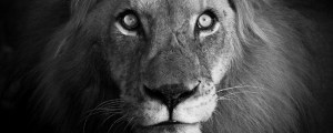 The Darling Meaning of “Hakuna Matata” From ‘The Lion King’ For Parents  