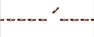 Behind the Deeper Origin of the Nursery Rhyme, “Ants Go Marching”